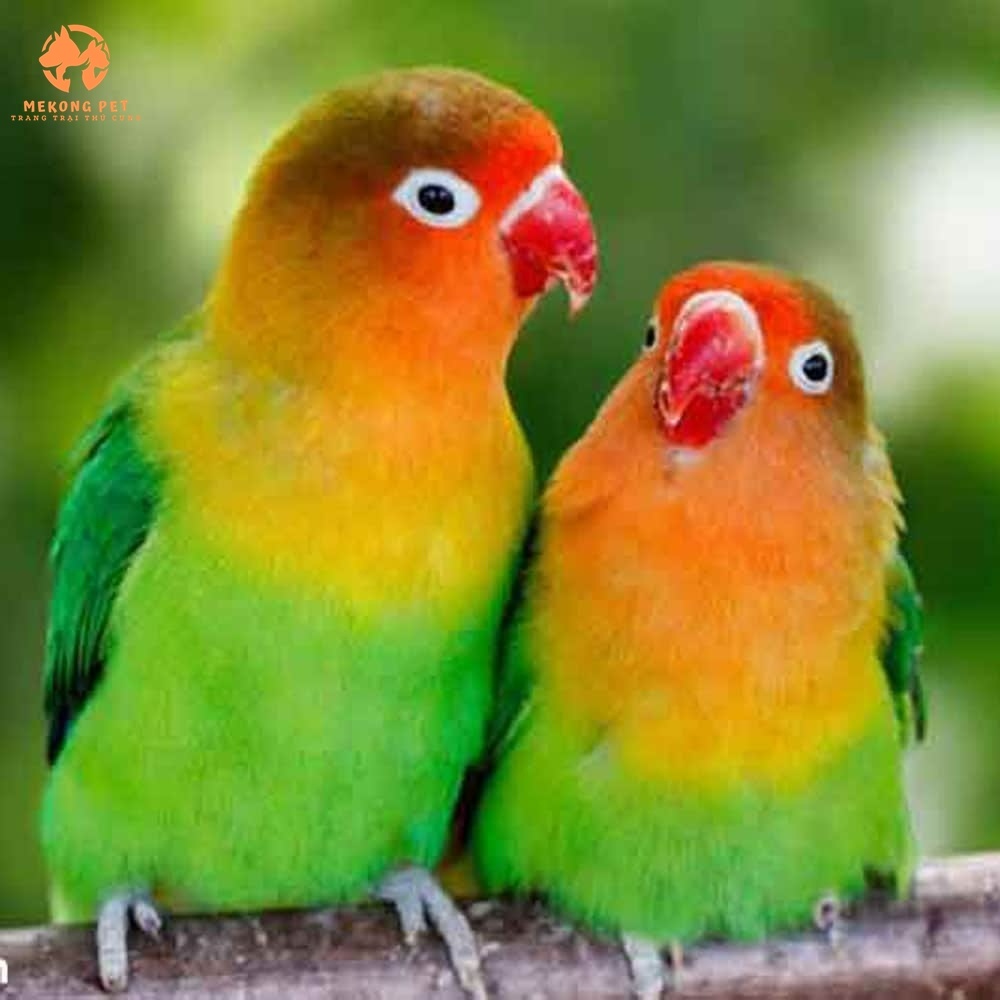 Mua Bán Vẹt Lovebird: Hướng Dẫn Chọn Lựa Và Chăm Sóc